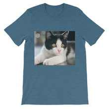 Kitten t-shirt