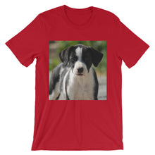 Dog t-shirt