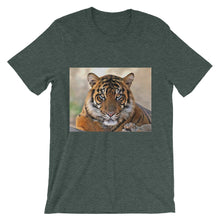 Tiger t-shirt