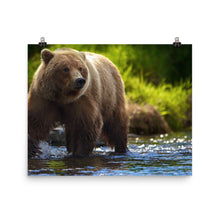Bear poster