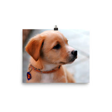 Puppy poster