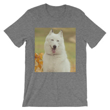 Dog t-shirt