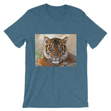 Tiger t-shirt