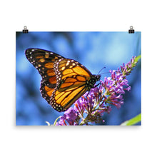 Butterfly poster