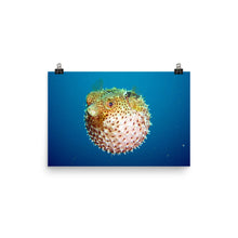 Puffer poster