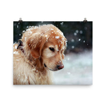 Snow Dog poster