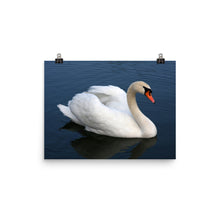 Swan poster