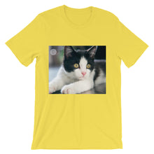 Kitten t-shirt