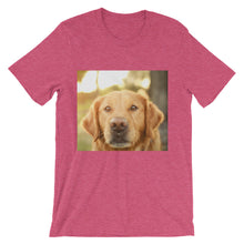 Dog t-shirt