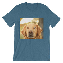 Dog t-shirt