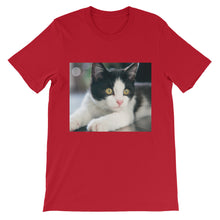 Kitten t-shirt