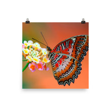 Butterfly poster