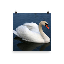Swan poster