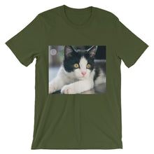 Kitten t-shirt