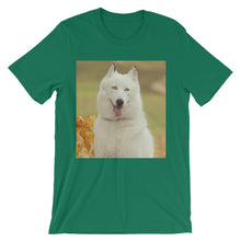 Dog t-shirt