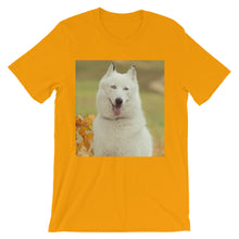 Dog t-shirt