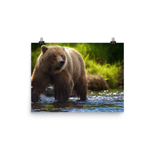 Bear poster