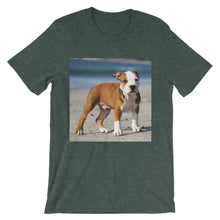 Dog t-shirt