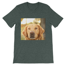 Dog t-shirt