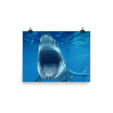 Shark poster