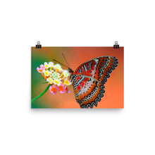 Butterfly poster