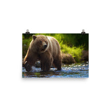 Bear poster