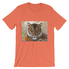 Tiger t-shirt