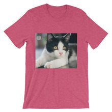 Kitten t-shirt
