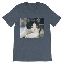 Kitten t-shirt