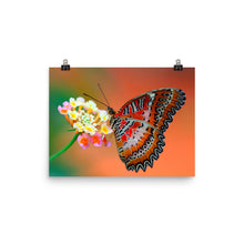 Butterfly poster