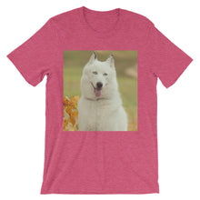 Dog t-shirt