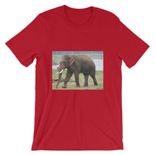 Endangered Species t-shirt