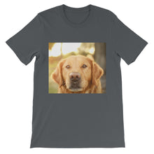 Dog t-shirt