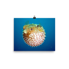 Puffer poster