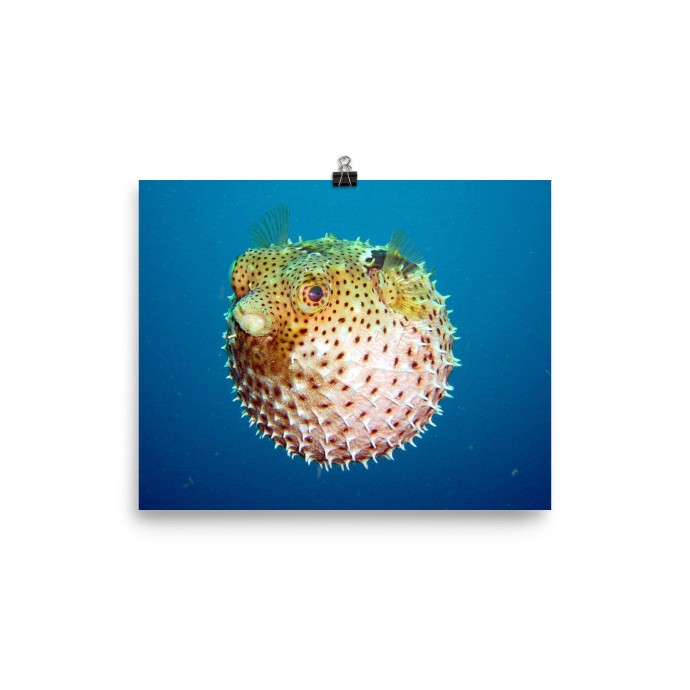 Puffer poster
