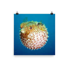 Puffer poster