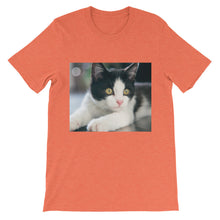 Kitten t-shirt