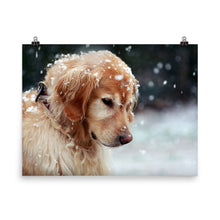 Snow Dog poster