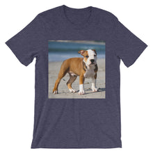 Dog t-shirt