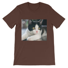 Kitten t-shirt