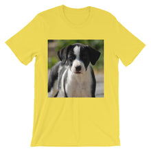 Dog t-shirt