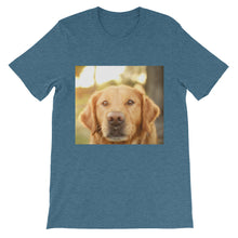 Dog t-shirt