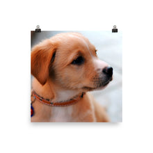 Puppy poster
