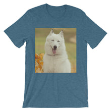 Dog t-shirt