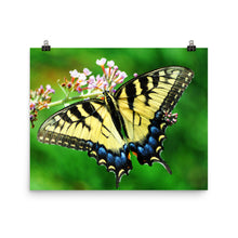 Butterfly poster