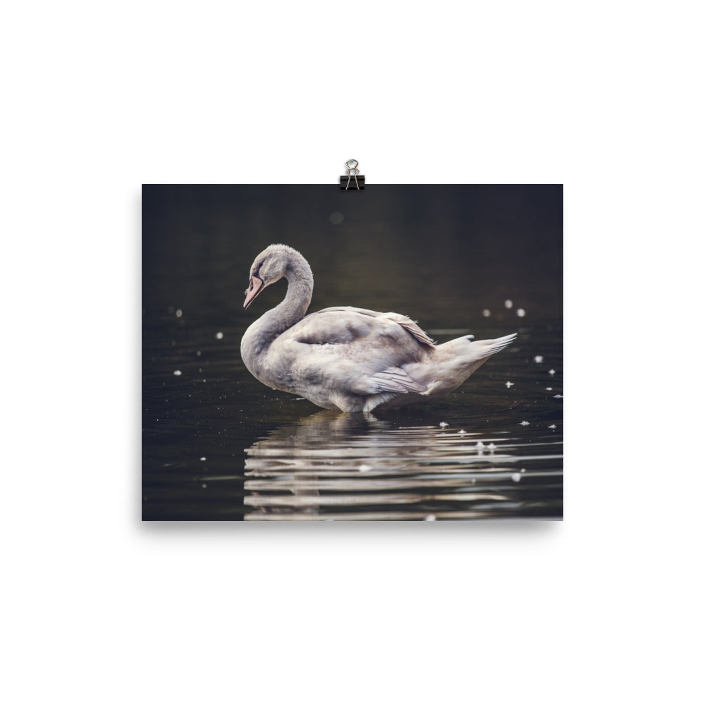 Swan poster