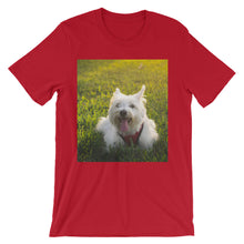 Dog t-shirt