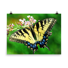 Butterfly poster