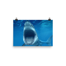 Shark poster