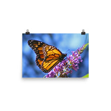 Butterfly poster